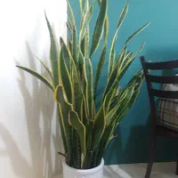 گل سانسوریا ۱۰ ساله با گلدان