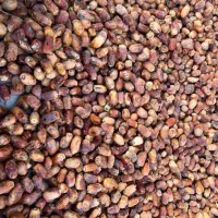 قصب و خرمای زاهدی