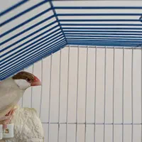 فنچ نرگسی خوشگل نرگسی|پرنده|کرج, حصارک بالا|دیوار