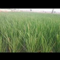 کود برای شالی