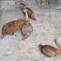 فروش دو عدد خروس سبرایت پولک اصلی ۵۰۰۰۰۰ تومان