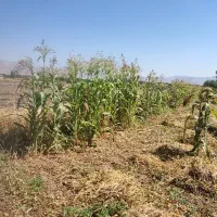 جارو|جاروبرقی، جارو شارژی، بخارشو|فیروزآباد (لرستان), |دیوار