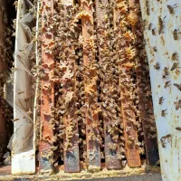 زنبورعسل‌آمریکایی|حیوانات مزرعه|مشگین شهر, |دیوار