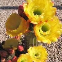 راهنمایی بیماری دیابت