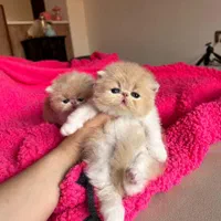 دنیای گربه های اصیل ( پرشین بریتیش اسکاتیش)