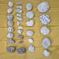 سنگ و مرجان داخل آکواریوم