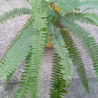 فروش یک عدد گل