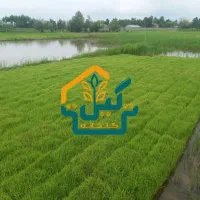 بانک نشا برنج