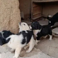 تولهپاپی،خانگی