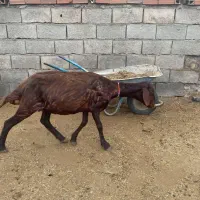 گوسفند قزل افشار لخت شیر کرده
