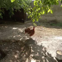 ۳عددبوقلمون