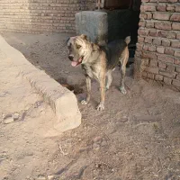 واگذاری سگ افغان|سگ|گناباد, |دیوار