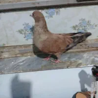 کله تاپ پرتغالی