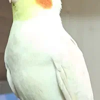 عروس هلندی