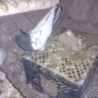 کبوتر|پرنده|فیروزآباد (لرستان), |دیوار