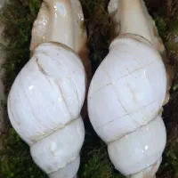 فروش انواع نژاد حلزون مولد طبی