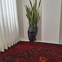 گل سانسوریا ابلق