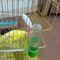 دوعدد مرغ عشق مست باقفس|پرنده|ایلام, |دیوار