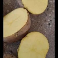 سیب زمنی بذری