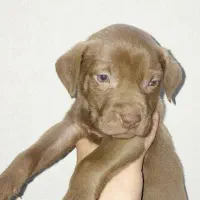 توله پیتبول نر