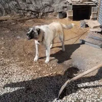 واگذاری سگ