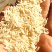 برنج هاشمی درجه یک|خوردنی و آشامیدنی|سنگر, |دیوار