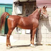 طوفان|اسب و تجهیزات اسبسواری|سبزوار, ابارش|دیوار