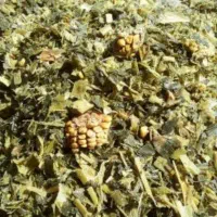 ذرت علوفه ای