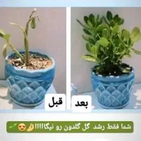 نماینده فروش قرص کودارگانیک ویژه گیاهان آپارتمانی