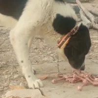 واگذاری سگ قدرجونی اصیل