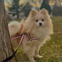 پامر نر و ماده با بچه