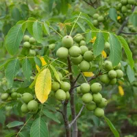 نهال گردو پربار با ارسال به سراسر ایران|حراج|سراب, |دیوار