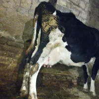 گاو شیری|حیوانات مزرعه|دینور, |دیوار