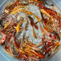 فروش ویژه ماهی کوی دسترسی آسان مرکز تهران|ماهی|تهران, بریانک|دیوار