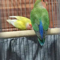 جفت کوتوله مولد