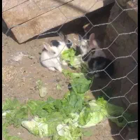 بچه خرگوش