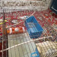 فنچ نر و ماده