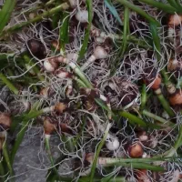 پیاز گل دانه برفی یا زنگوله|گل و گیاه طبیعی|لاهیجان, بازکیاگوراب|دیوار