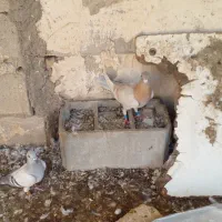 فروش کبوتر|پرنده|نی‌ریز, |دیوار