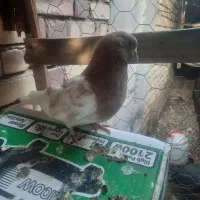 کبوتر کله زرد|پرنده|رودبار (کرمان), |دیوار