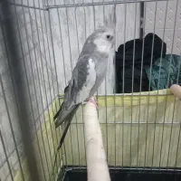 عروس هلندی نر وایت فیس|پرنده|اسلام‌شهر, مسکن مهر اسلاشهر (شهرک امام خمینی)|دیوار