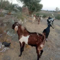 نری چاق و چله مناسب برای دامداری و کشتار