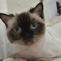 گربه هیمالین