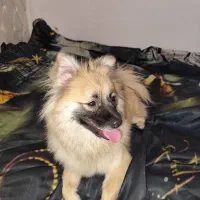 واگذاری پامر|سگ|خمین, |دیوار