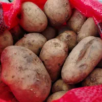 سیب زمینی