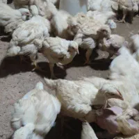 مرغ اورگانیک