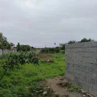کاسبی کاسبی/ ۱۰۰۰ متر در شیرود با پروانه