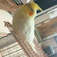 گمشده