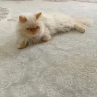 گربه واگذاری پرشین ماده بالغ