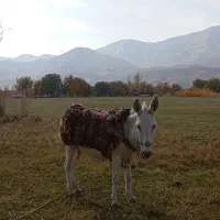 الاغ ماده سواری و باری به شرط کار